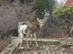 シカが見つめる