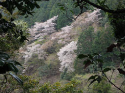 ヤマ桜