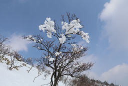 雪の花が咲いている