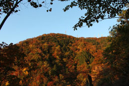 弥彦山の紅葉