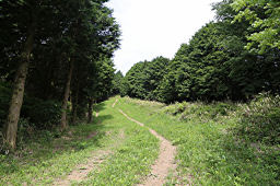 防火帯だろうか、広めの登山道