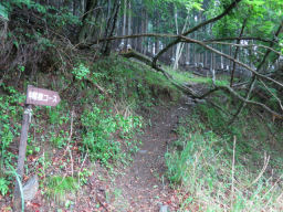 唯一明確な指導標で山道へ 