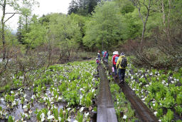 最初の群生地では撮影会