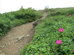 山頂直下はハマナスが咲く