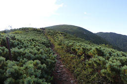 樹林帯を抜けて円山へ向かう