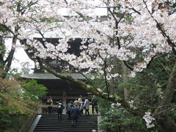 円覚寺の桜