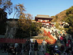 鶴岡八幡宮のイチョウ