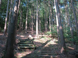 梅の木尾根を登る