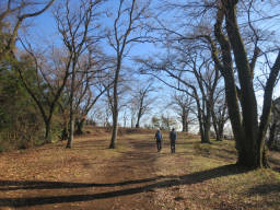 公園の中の遊歩道