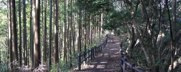 良く整備された遊歩道