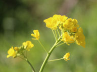 菜の花