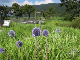 ヒゴダイのお迎え