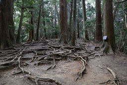 木の根道