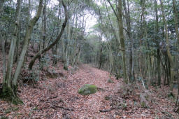 山道に入ると迷うことはない