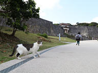 猫も首里城