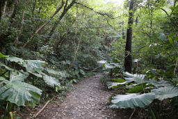 密林の山道を進む