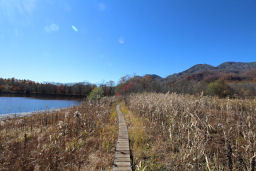 古池の木道