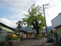 菩提のイチョウの大木