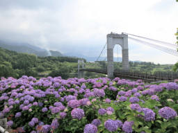 アジサイと風の吊り橋