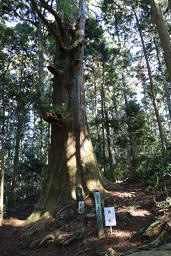 山頂の先の巨木