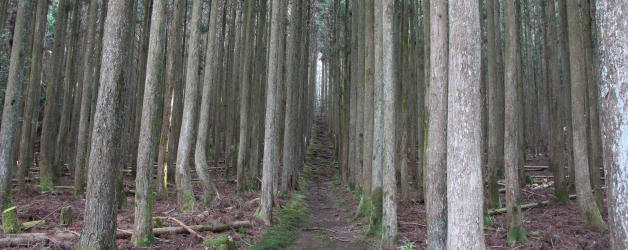 植林の細道を行く