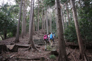 梅の木尾根を進む