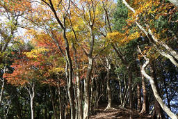 ちょうど紅葉のシーズン