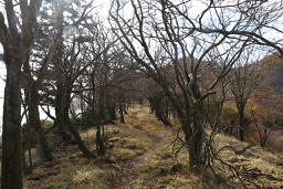 大山の手前で折り返す