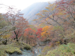 紅葉はちらほら 