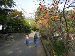 大倉登山口への道