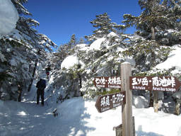 分岐は北横岳を目指します