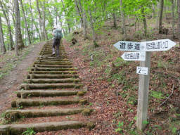 良く整備された登山道