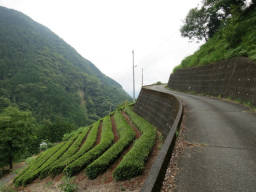 茶畑の林道は急坂