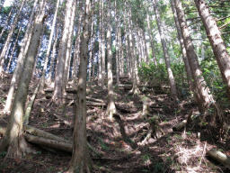 急登は続く