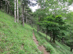 つづらの登りが続く