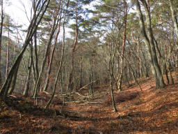 樹林の登山道