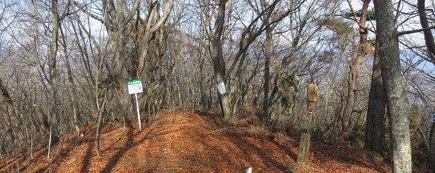 ミズナラ林の滝戸山頂