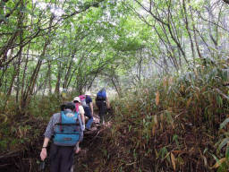 山は終始樹林帯