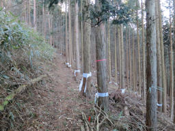 植林帯を通る