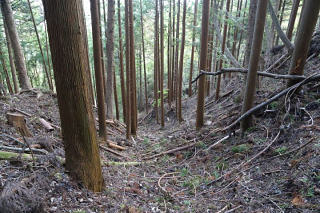 道を見失い急坂を下山