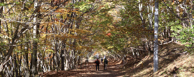 紅葉のトンネルを歩く